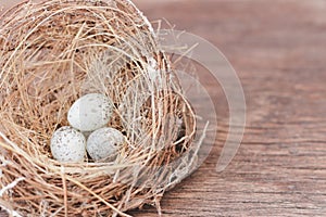 Little bird`s egg in birds nest isolated on a wooden floor