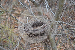 Little bird& x27;s nest in the woods