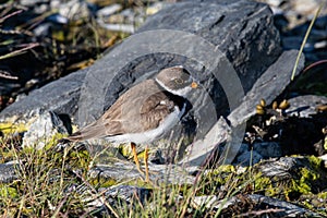 This little bird is a semi palmated Plover. The picture was taken at the coast of the Glacier Bay in Alaska