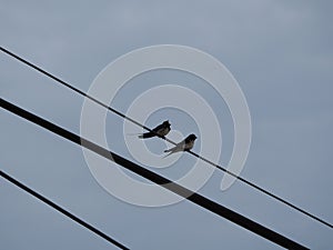 Little bird singing at full lung, mollerussa, lerida, spain, europe