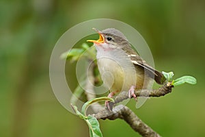 Singing bird photo