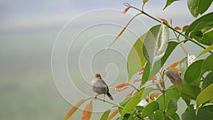 little bird single sitting singing crying on brsnch of green