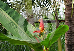 Little bird sings on banana flower. Olive-back sunbird male on exotic plant.