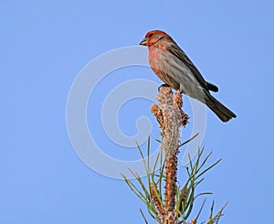 A Little Bird Sits on the Top of the World