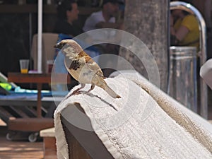 little bird is sitting on the back of a lounger