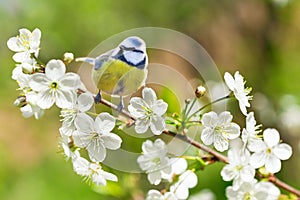 Little bird sitting on branch of blossom cherry tree. The blue tit  Parus caeruleus