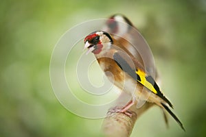 Little bird sitting on a branch over green background. European Goldfinch Carduelis carduelis