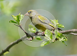 Little bird sitting on the branch of tree. The greenfinch