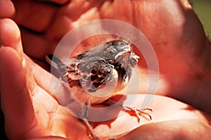 Little bird sitting in man's hand