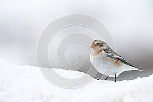 Little bird Snow bunting in winter photo