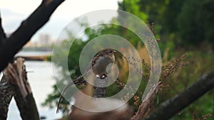 little bird sparrow sits on a branch and flies away