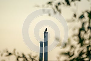 A little bird stands on the steel post with defocused branches of tree in foreground and sunset sky in background