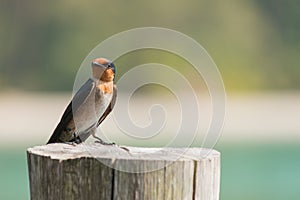 Little bird on a stump