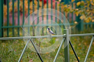 Little bird in summer in an urban environment