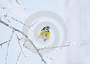 Little bird tit sitting on a branch covered with cold snow flak