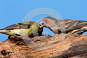 A Little Bird Told Me