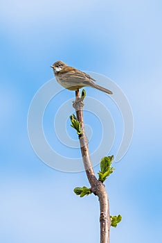 Little bird at the top of the tree