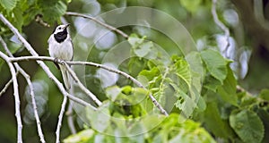 Little bird on a tree