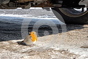 Little bird under car on the road