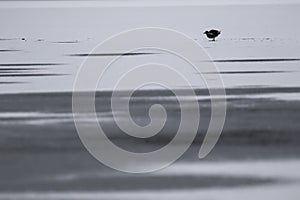 Little bird, wader, walking, swimming on ice in winter, january, scotland