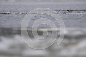 Little bird, wader, walking, swimming on ice in winter, january, scotland