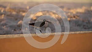 Little bird walks slow on the ocean beach at sunset, California, USA