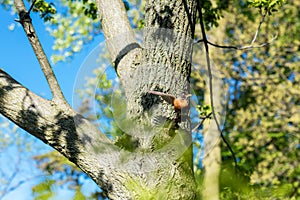 The little bird which name is American Robin Turdus migratorius on the spring flowering tree