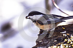 Little bird winter struggle on food search