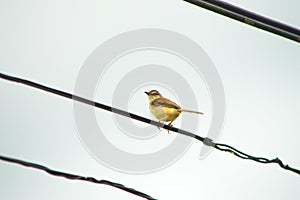 Little bird on a wire