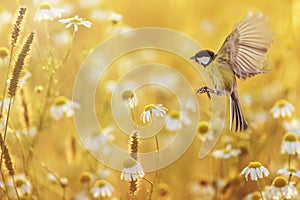 Beautiful little bird yellow tit flies over a field of white Daisy flowers in Sunny summer evening