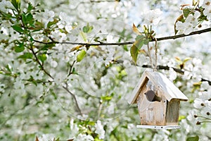 Little Birdhouse in Spring with blossom cherry flower sakura