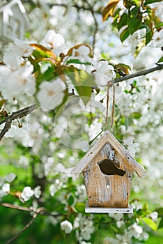 Little Birdhouse in Spring with blossom cherry flower sakura