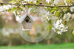 Little Birdhouse in Spring with blossom cherry flower sakura