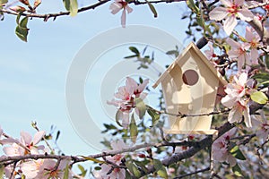 Little birdhouse in spring over blossom cherry tree.