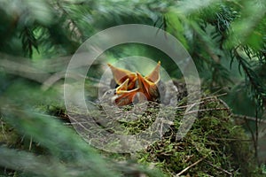 Little birdies open beaks in nest