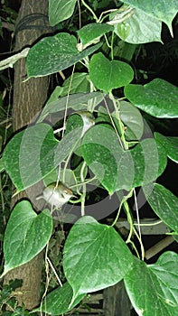 Little birds and betel plant