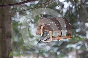 Little birds in the bird feeder in the winter snow forest. Titmouse sits on a branch. House for birds. A small house in the forest
