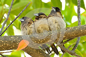 Little birds on the branch