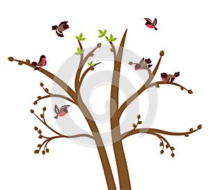 Little birds chirp on spring tree photo