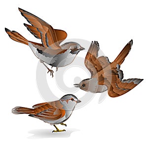 Little birds cub sparrow passer domesticus vintage set fifth vector