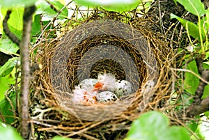 A little birds nest on a tree with eggs