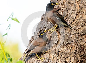 Little birds perching on a tree. Common myna bird photo