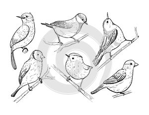 Little birds set in sketch style, vector hand drawn illustration.