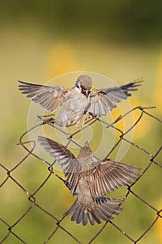 Little birds are sitting and fighting with wire fence