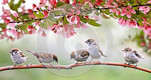 Pequeno observación de aves gorriones puede sentarse en soleado jardín floreciente de rosa manzana 