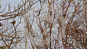 Little birds waiting on the bare branches of a tree for the arrival of spring