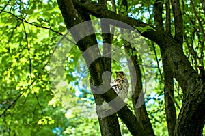 Little birdy sitting on the tree under green leaves