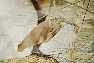 Little Bittern