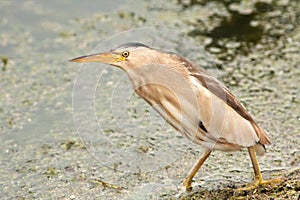 Little bittern, adult, female / Ixobrychus minutus