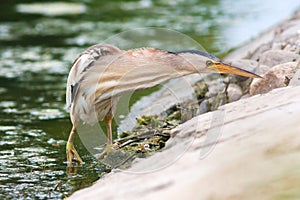 Little bittern, adult, female / Ixobrychus minutus